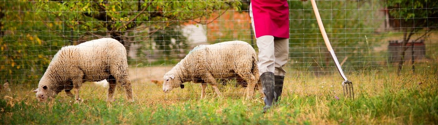 A person in khakis, black boots, and a red apron stands among a flock of sheep.
