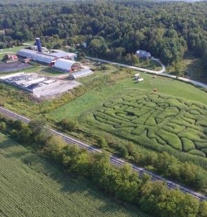 Aerial view of North Williston Cattle Company showing the Williston barns and intricate corn maze.