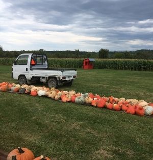 Mary Whitcomb's bumper crop of pumpkins. Orange, green, and white pumpkins are arrange in a cluster on the lawn. A little white utility truck sits behind them. In the distance is a cornfield.