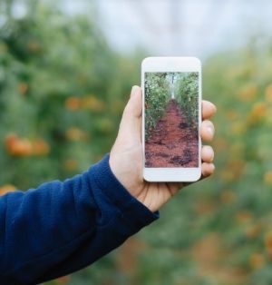 A hand holds up a white smart phone displaying a photo of an aisle of tomato vines. The arm is wearing a dark blue fleece.