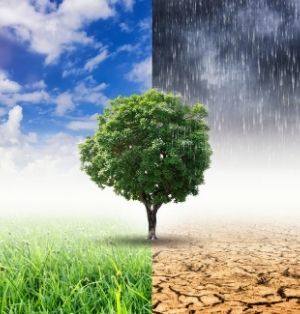 A tree with bright green leaves is in the middle of a field. One the left side, the tree is under blue skies and is surrounded by green grass; on the right side, the sky is stormy and raining, while the ground is parched and cracked.