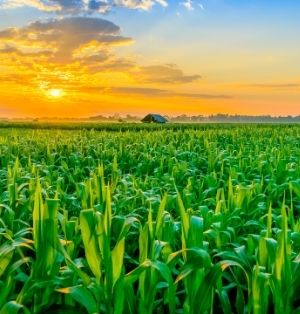 The sun sets over a green corn field. The sky is blazing orange.