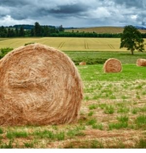 Large, round hay bales dot the landscape