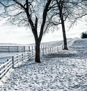 Two silhouetted trees in winter. Snow covers the ground. A road with wooden fence on either side extends into the distance.