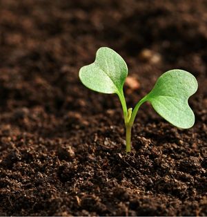 A green plant sprouts in the soil.