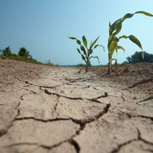 Two wilting corntalks grow out of dry, cracked soil